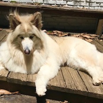 Sam Pet Grooming - Apache - Pet Groomers Near Me
