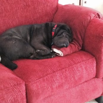 Wag Time Dog Training - This is Sophia after her training with Don - she was one pooped out puppy! - Pet Training Near Me - Antelope, California Wag Time Dog Training - This is Sophia after her training with Don - she was one pooped out puppy! - Pet Training Near Me - Antelope, California