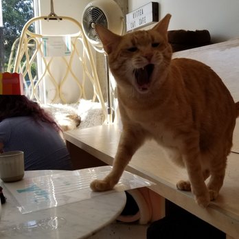 KitTea - I'm yawning - Pet Adoption Near Me - San Francisco, California