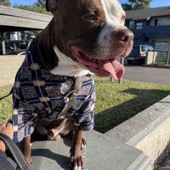Helping Paws Foundation - Community Service/Non-Profit Near Me - Vista, California Helping Paws Foundation - Community Service/Non-Profit Near Me - Vista, California