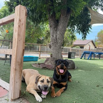 PawHaus Academy - Pet Training Near Me PawHaus Academy - Pet Training Near Me