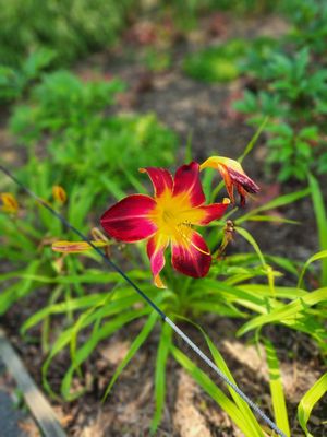 Queens Botanical Garden by null