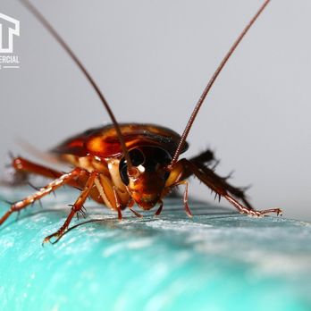TNT Home & Commercial Services - Pest Control Near Me - Cypress, Texas TNT Home & Commercial Services - Pest Control Near Me - Cypress, Texas
