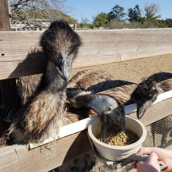 Ostrichland USA - Attraction Farms Near Me - Solvang, California Ostrichland USA - Attraction Farms Near Me - Solvang, California