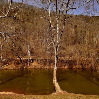 Rustic River Restaurant - River view in front - A leafless tree with white bark is situated at the edge of a river, with its roots partially in the soil. The river has a calm surface, reflecting the trees along its bank. In the background, a hillside covered with leafless trees extends upward, under a clear blue sky. The scene suggests late autumn or winter in a natural, wooded area. - American Near Me - Tazewell, Tennessee