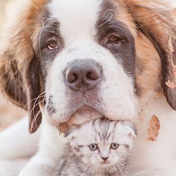South Shore Veterinary Care - Veterinarians Near Me - Kihei, Hawaii South Shore Veterinary Care - Veterinarians Near Me - Kihei, Hawaii