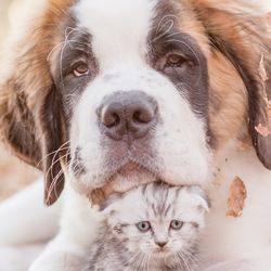 South Shore Veterinary Care