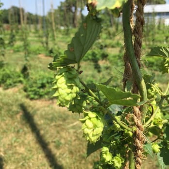 Waredaca Brewing Company - They grow hops - Breweries Near Me - Gaithersburg, Maryland