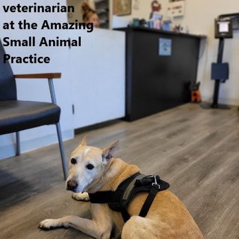 Amazing Small Animal Practice - Veterinarians Near Me - Gardena, California Amazing Small Animal Practice - Veterinarians Near Me - Gardena, California