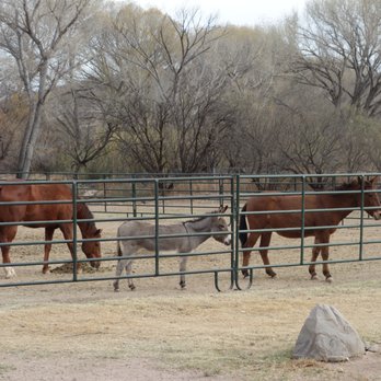 Lazy Dog Ranch - The resident equine contingent. - Bed & Breakfast Near Me - Sierra Vista, Arizona Lazy Dog Ranch - The resident equine contingent. - Bed & Breakfast Near Me - Sierra Vista, Arizona