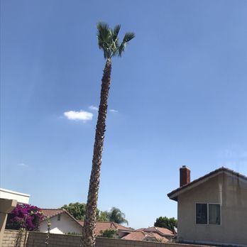 Lucero Tree Service - Tree Services Near Me Lucero Tree Service - Tree Services Near Me
