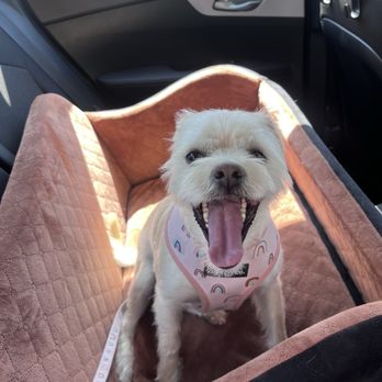 Puppy Fades - Pet Groomers Near Me - Pasadena, California