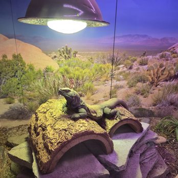 CuriOdyssey - zoo loop - Zoos Near Me - San Mateo, California