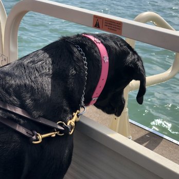 Paddle Out Adventures - Seeing Eye Dog watching the water go by... - Boating Near Me - Clearwater, Florida