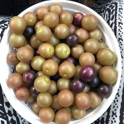 Auman’s Vineyards - Juicy and delicious muscadine and scuppernongs