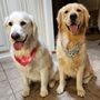 Photo of Atlanta Pet Resort - Dunwoody