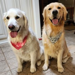 Atlanta Pet Resort - Dunwoody - Our spoiled pups after Crystal's handiwork.