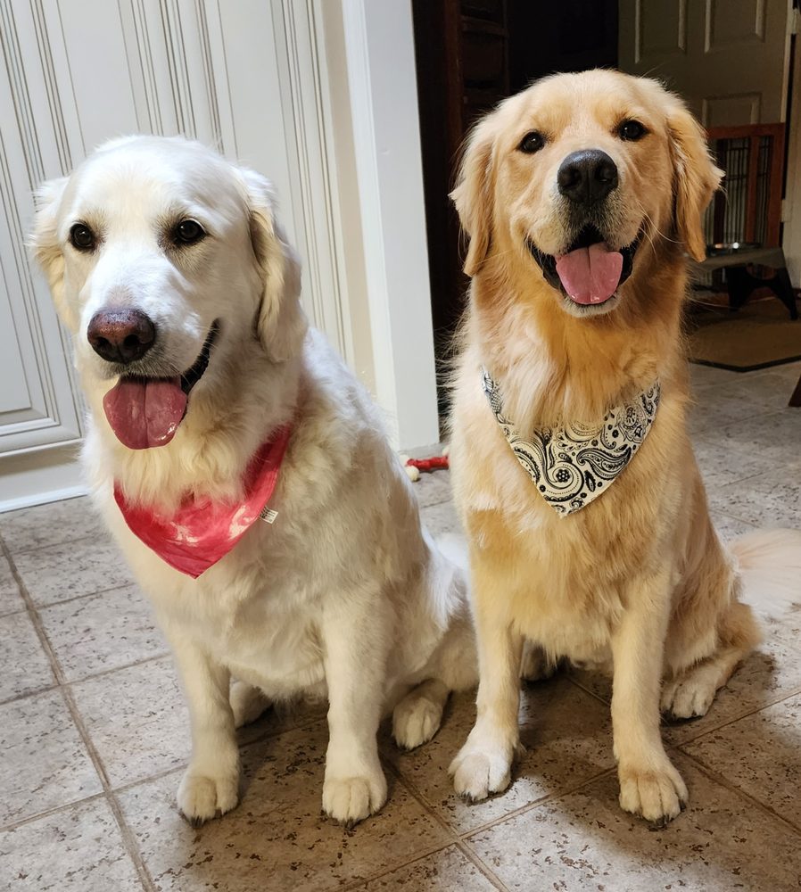Atlanta Pet Resort - Dunwoody - pet boarding facility in Dunwoody, GA