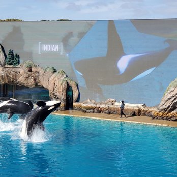Orca Encounter - Amusement Parks Near Me - San Diego, California