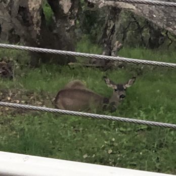 Carmel Valley Ranch - A deer sitting below our balcony. - Hotels Near Me - Carmel, California