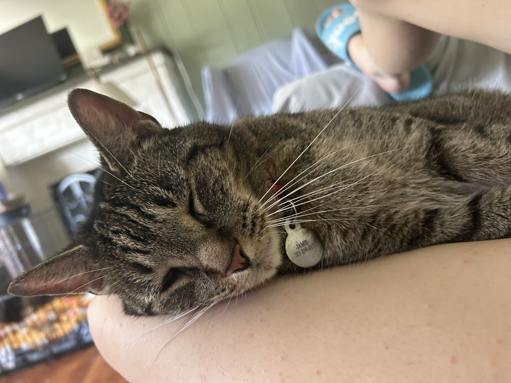 Norwalk Pet Sitter - pet boarding facility in Norwalk, CT