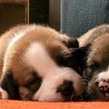 Arbor Dog Daycare - Nap time - Pet Boarding Near Me - Ann Arbor, Michigan Arbor Dog Daycare - Nap time - Pet Boarding Near Me - Ann Arbor, Michigan