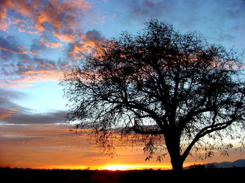 acorn tree service roseville