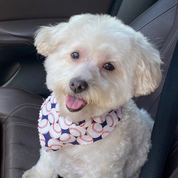 Splish Splash Wags - After groom - Pet Groomers Near Me - Long Beach, California