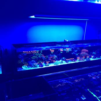 Living Reef - Aquarium Services Near Me - Orlando, Florida Living Reef - Aquarium Services Near Me - Orlando, Florida