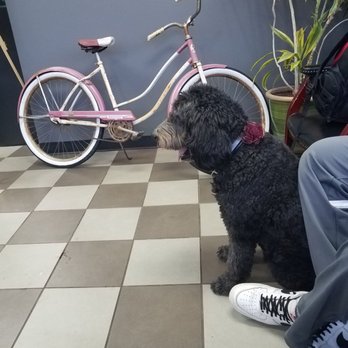 Fast Lane Quick Lube - Olive. Their super mellow house Labradoodle - Oil Change Stations Near Me - Canton, Connecticut