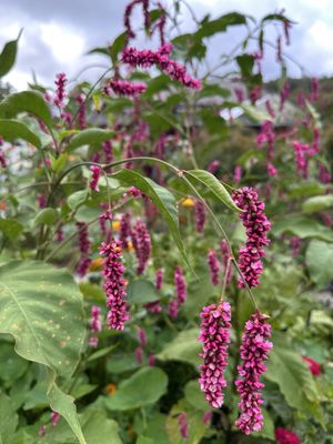 Seed Savers Exchange by null