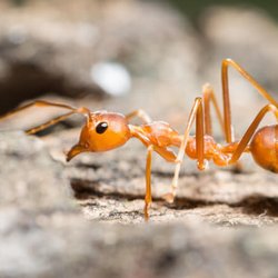 Killer Instinct Pest Control - Our services as ant exterminator Las Vegas and Nevada-wide mean that we're happy to talk to you about your ant issues!