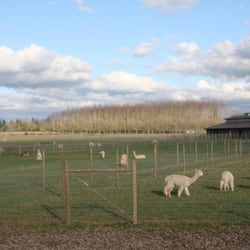 Alpacas at Marquam Hill Ranch