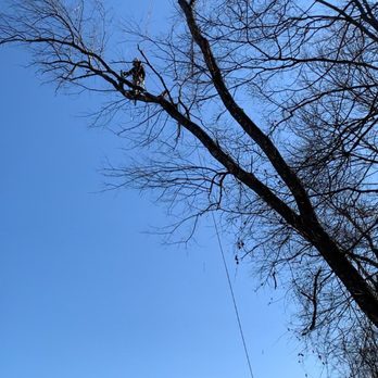 Tree’s and Green’s - Before - Tree Services Near Me Tree’s and Green’s - Before - Tree Services Near Me