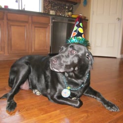 Party City - Where's the cake????  Lambert in his party hat and bling from Party City