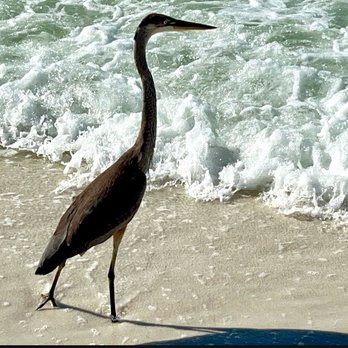 Pelican Beach Resort - Vacation Rentals Near Me - Destin, Florida Pelican Beach Resort - Vacation Rentals Near Me - Destin, Florida
