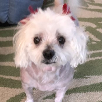 Little Critters - This is Lola - Pet Groomers Near Me - Joplin, Missouri