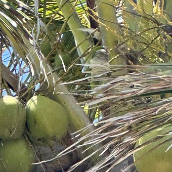 Jobos Beach - Parrot in tree - Beaches Near Me - Isabela, Puerto Rico Jobos Beach - Parrot in tree - Beaches Near Me - Isabela, Puerto Rico