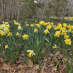 Dartmouth Natural Resources Trust - Over an acre of daffodils