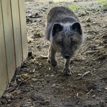 Scatter Joy Acres - Petting Zoos Near Me - Murray, Nebraska