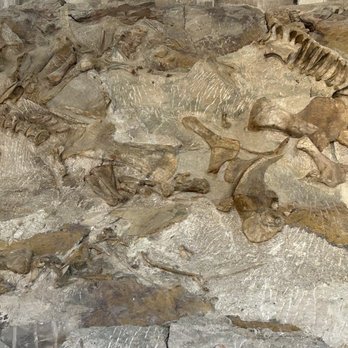 Vernal Dinosaur and Crystal Quarry - Dinosaur fossils - Gemstones & Minerals Near Me - Vernal, Utah Vernal Dinosaur and Crystal Quarry - Dinosaur fossils - Gemstones & Minerals Near Me - Vernal, Utah