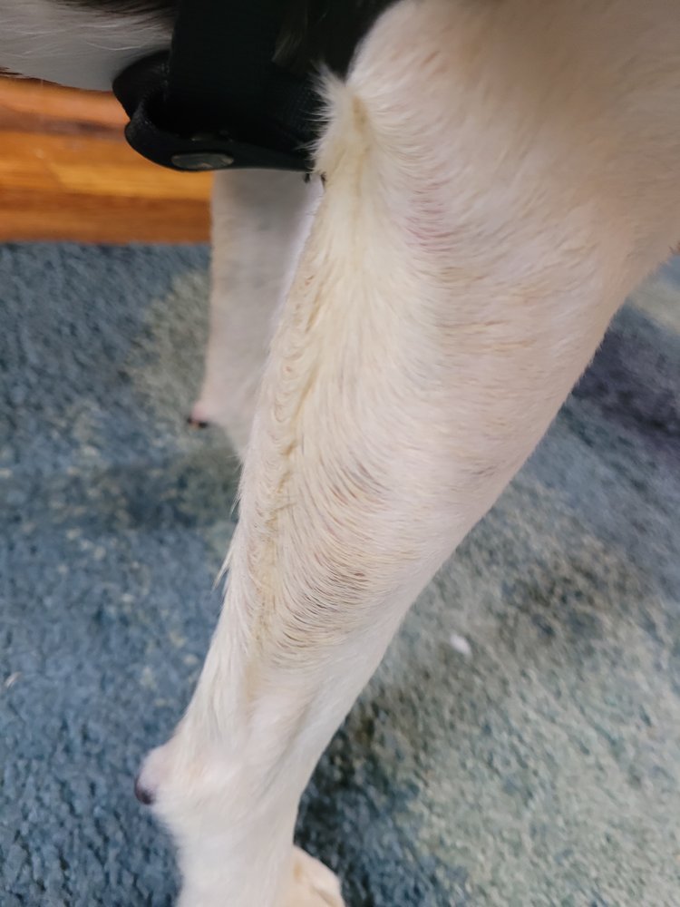 DOG DAZE & CAFE Updated September 2024 52 Photos & 24 Reviews 12