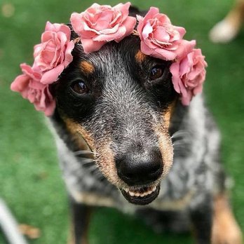757 Realty & 804 Homes - Meet Delila! She's our secret weapon to combat a tough day! - Real Estate Services Near Me - Virginia Beach, Virginia 757 Realty & 804 Homes - Meet Delila! She's our secret weapon to combat a tough day! - Real Estate Services Near Me - Virginia Beach, Virginia