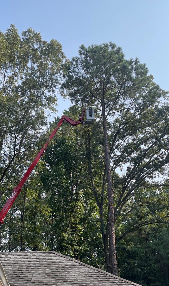 Mato's Landscape Tree Service - tree service in Richmond, VA