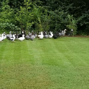 Magana Landscaping - a flock of geese in the grass - Lawn Services Near Me - Ellenwood, Georgia Magana Landscaping - a flock of geese in the grass - Lawn Services Near Me - Ellenwood, Georgia