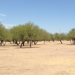 Santa Cruz River Park Disc Golf Course - Looking out towards #5. You can barely see the blue port-a-potty. You can see Basket #16 in the trees on the left.