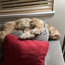 Wine Country Goldendoodles - Doodles love getting into ridiculous positions