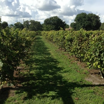 Fiorelli Winery & Vineyard - Wine fields! - Wineries Near Me - Bradenton, Florida
