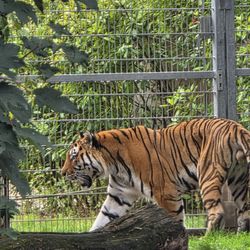 Zoologischer Garten Köln