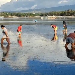 Boracay Peninsula Resort - Low tide, the locals look for small shell fish